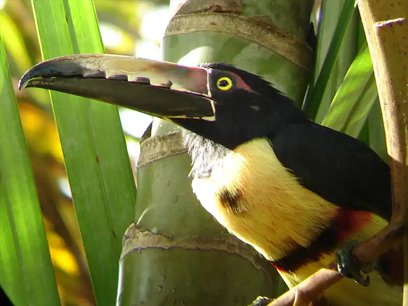birds_featured