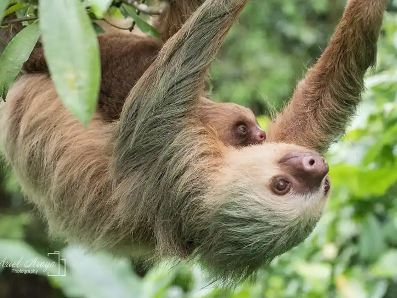 sloth_featured